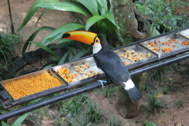 tucano no parque das aves em foz do iguaçu