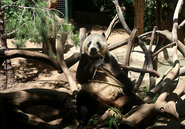 panda no zoológico de san diego