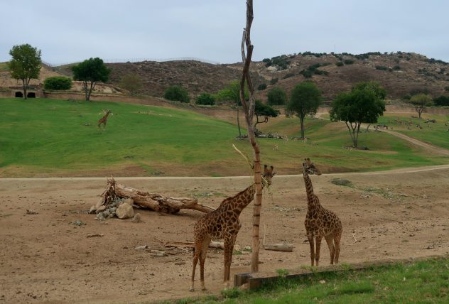 safari park em san diego
