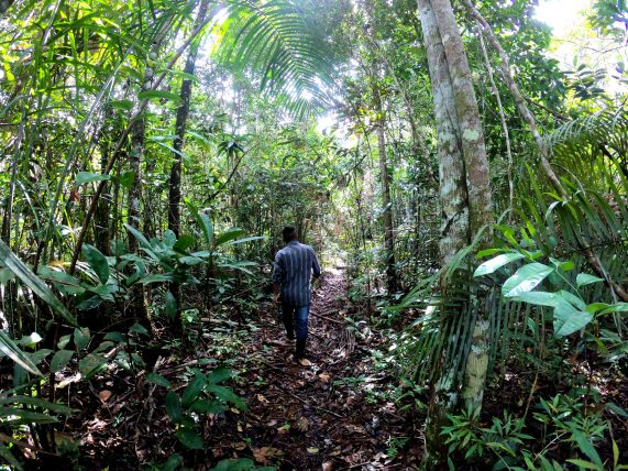 trilha pela floresta na amazônia