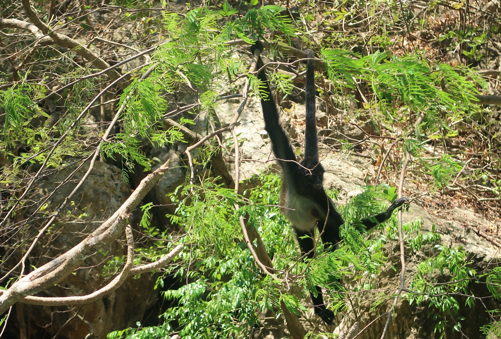 macaco aranha