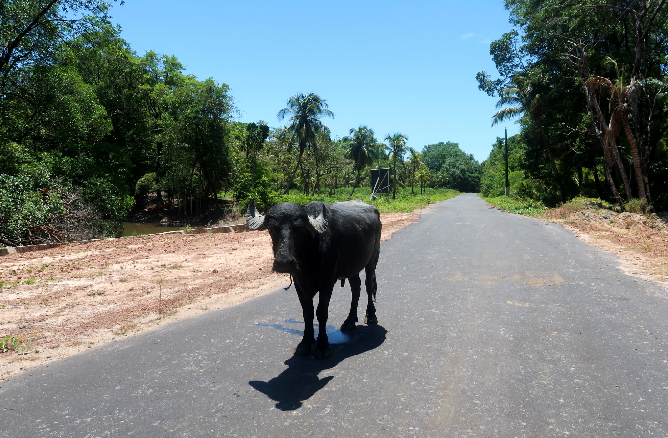 búfalo na ilha do marajó