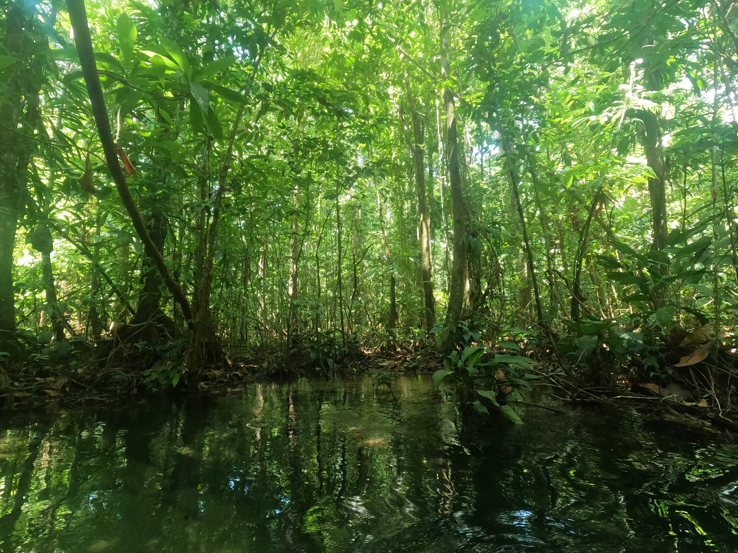 igarapé no jamaraquá - o que fazer em alter do chão