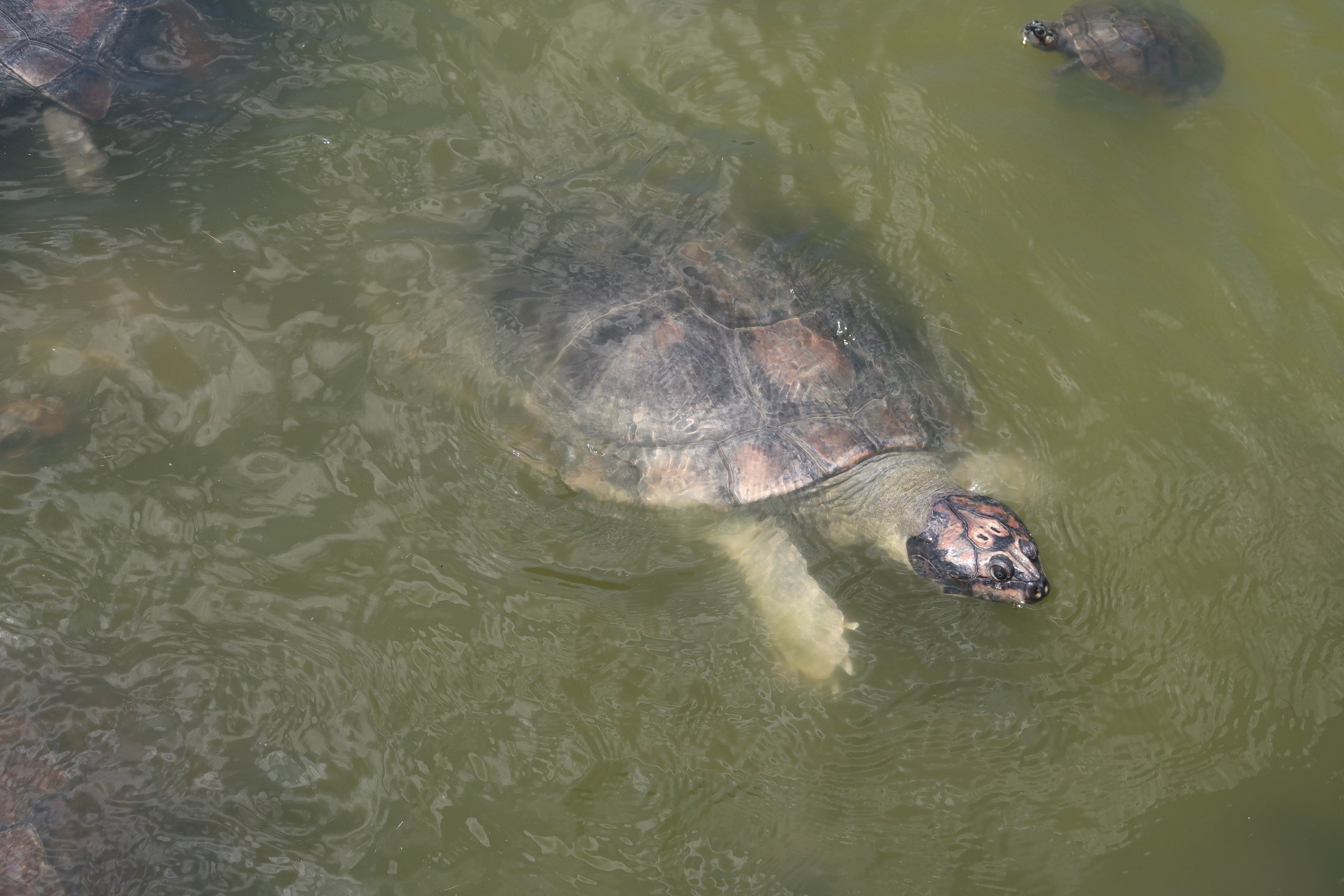 projeto de preservação de tartarugas e outros quelônios