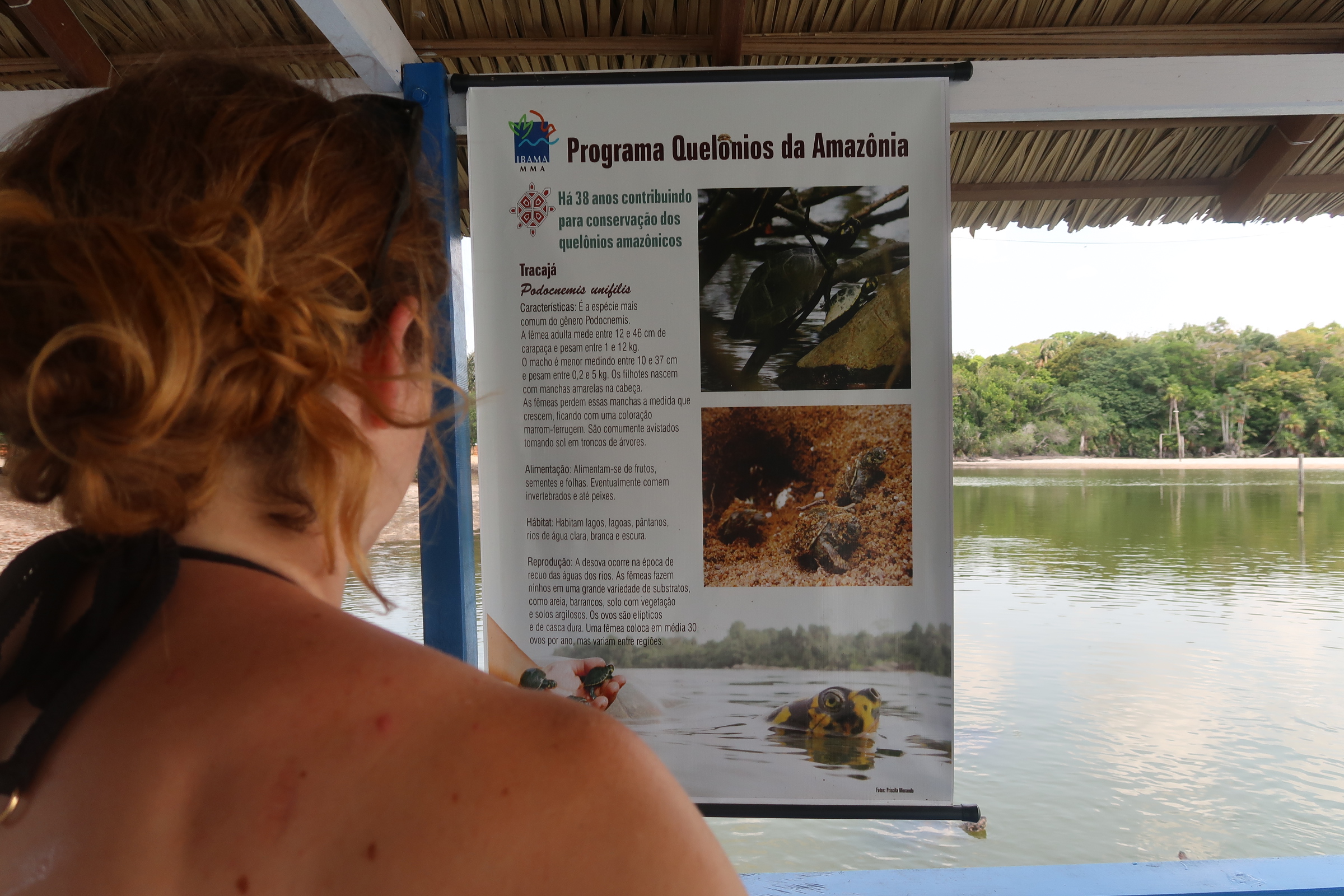 programa quelônios da amazônia - o que fazer em alter do chão 