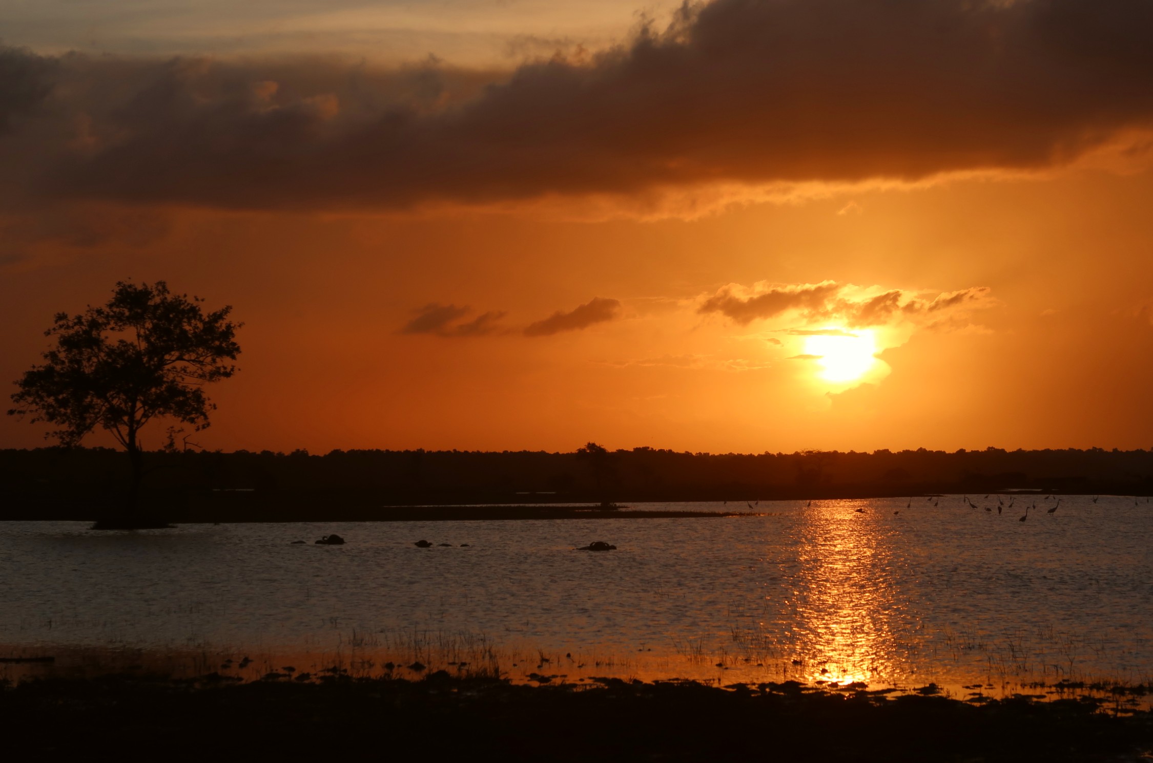 ilha do marajó, brazil