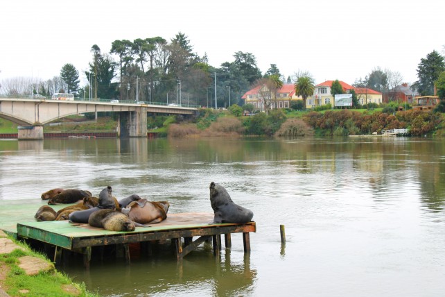leões marinhos em valdívia